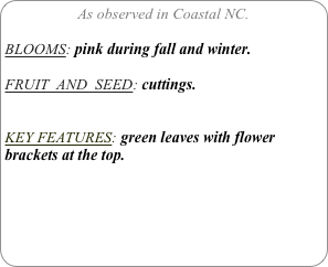 As observed in Coastal NC.

BLOOMS: pink during fall and winter.

FRUIT  AND  SEED: cuttings.


KEY FEATURES: green leaves with flower brackets at the top.