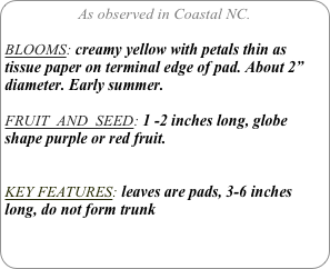 As observed in Coastal NC.

BLOOMS: creamy yellow with petals thin as tissue paper on terminal edge of pad. About 2” diameter. Early summer.

FRUIT  AND  SEED: 1 -2 inches long, globe shape purple or red fruit.


KEY FEATURES: leaves are pads, 3-6 inches long, do not form trunk