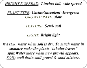 HEIGHT X SPREAD: 2 inches tall, wide spread

PLANT TYPE: Cactus/Succulent -Evergreen
GROWTH RATE: slow

TEXTURE: Semi- soft

LIGHT: Bright light

WATER: water when soil is dry. To much water in summer make the plants “tubular leaves” split.Water more when new growth appears.
SOIL: well drain soil/ gravel & sand mixture.
