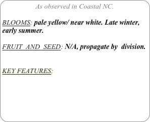 As observed in Coastal NC.

BLOOMS: pale yellow/ near white. Late winter, early summer.

FRUIT  AND  SEED: N/A, propagate by  division.


KEY FEATURES: 