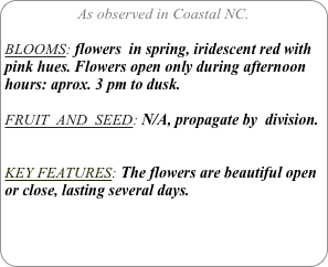 As observed in Coastal NC.

BLOOMS: flowers  in spring, iridescent red with pink hues. Flowers open only during afternoon hours: aprox. 3 pm to dusk.

FRUIT  AND  SEED: N/A, propagate by  division.


KEY FEATURES: The flowers are beautiful open or close, lasting several days.