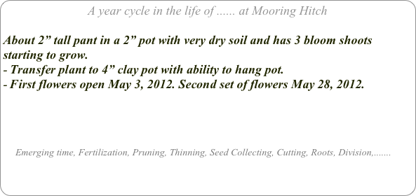 A year cycle in the life of ...... at Mooring Hitch

About 2” tall pant in a 2” pot with very dry soil and has 3 bloom shoots starting to grow.
Transfer plant to 4” clay pot with ability to hang pot.
First flowers open May 3, 2012. Second set of flowers May 28, 2012.




     Emerging time, Fertilization, Pruning, Thinning, Seed Collecting, Cutting, Roots, Division,.......