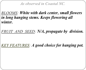 As observed in Coastal NC.

BLOOMS: White with dark center, small flowers in long hanging stems. Keeps flowering all winter.

FRUIT  AND  SEED: N/A, propagate by  division.


KEY FEATURES: A good choice for hanging pot.