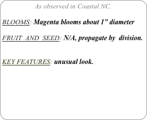 As observed in Coastal NC.

BLOOMS: Magenta blooms about 1” diameter

FRUIT  AND  SEED: N/A, propagate by  division.


KEY FEATURES: unusual look.