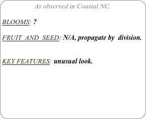As observed in Coastal NC.

BLOOMS: ?

FRUIT  AND  SEED: N/A, propagate by  division.


KEY FEATURES: unusual look.