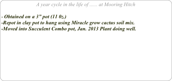 A year cycle in the life of ...... at Mooring Hitch

Obtained on a 3” pot (11 0z.) 
-Repot in clay pot to hang using Miracle grow cactus soil mix.
-Moved into Succulent Combo pot, Jan. 2013 Plant doing well.

