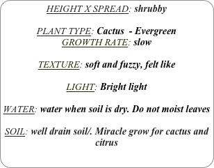 HEIGHT X SPREAD: shrubby

PLANT TYPE: Cactus  - Evergreen
GROWTH RATE: slow

TEXTURE: soft and fuzzy, felt like

LIGHT: Bright light

WATER: water when soil is dry. Do not moist leaves

SOIL: well drain soil/. Miracle grow for cactus and citrus

