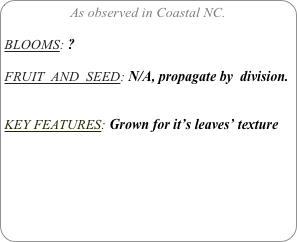 As observed in Coastal NC.

BLOOMS: ?

FRUIT  AND  SEED: N/A, propagate by  division.


KEY FEATURES: Grown for it’s leaves’ texture