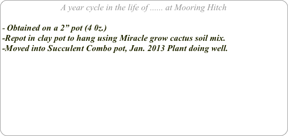 A year cycle in the life of ...... at Mooring Hitch

Obtained on a 2” pot (4 0z.) 
-Repot in clay pot to hang using Miracle grow cactus soil mix.
-Moved into Succulent Combo pot, Jan. 2013 Plant doing well.




