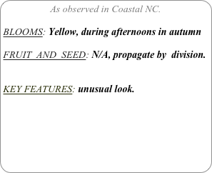 As observed in Coastal NC.

BLOOMS: Yellow, during afternoons in autumn

FRUIT  AND  SEED: N/A, propagate by  division.


KEY FEATURES: unusual look.