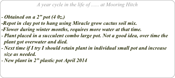 A year cycle in the life of ...... at Mooring Hitch

Obtained on a 2” pot (4 0z.) 
-Repot in clay pot to hang using Miracle grow cactus soil mix.
-Flower during winter months, requires more water at that time.
Plant placed in a succulent combo large pot. Not a good idea, over time the plant got overwater and died.
Next time if I try I should retain plant in individual small pot and increase size as needed.
New plant in 2” plastic pot April 2014
