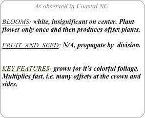 As observed in Coastal NC.

BLOOMS: white, insignificant on center. Plant flower only once and then produces offset plants.

FRUIT  AND  SEED: N/A, propagate by  division.


KEY FEATURES: grown for it’s colorful foliage.
Multiplies fast, i.e. many offsets at the crown and sides.