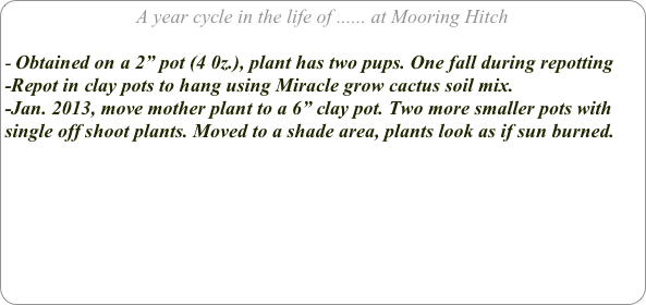 A year cycle in the life of ...... at Mooring Hitch

Obtained on a 2” pot (4 0z.), plant has two pups. One fall during repotting
-Repot in clay pots to hang using Miracle grow cactus soil mix.
-Jan. 2013, move mother plant to a 6” clay pot. Two more smaller pots with single off shoot plants. Moved to a shade area, plants look as if sun burned.




