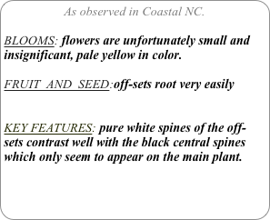 As observed in Coastal NC.

BLOOMS: flowers are unfortunately small and insignificant, pale yellow in color.

FRUIT  AND  SEED:off-sets root very easily  


KEY FEATURES: pure white spines of the off-sets contrast well with the black central spines which only seem to appear on the main plant.