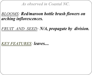 As observed in Coastal NC.

BLOOMS: Red/maroon bottle brush flowers on arching inflorescences.

FRUIT  AND  SEED: N/A, propagate by  division.


KEY FEATURES: leaves....