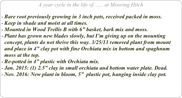 A year cycle in the life of ...... at Mooring Hitch

Bare root previously growing in 3 inch pots, received packed in moss. 
Keep in shade and moist at all times.
Mounted in Wood Trellis B with 6” basket, bark mix and moss.
Plant has grown new blades slowly, but I’m giving up on the mounting concept, plants do not thrive this way. 3/25/13 removed plant from mount and place in 4” clay pot with fine Orchiata mix in bottom and spaghnum moss at the top.
Re-potted in 4” plastic with Orchiata mix.
Jan. 2015: (1) 2.5” clay in small orchiata and bottom water plate. Dead.
Nov. 2016: New plant in bloom, 5”  plastic pot, hanging inside clay pot.

