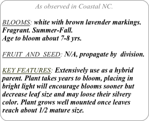 As observed in Coastal NC.

BLOOMS: white with brown lavender markings. Fragrant. Summer-Fall. 
Age to bloom about 7-8 yrs.

FRUIT  AND  SEED: N/A, propagate by  division.

KEY FEATURES: Extensively use as a hybrid parent. Plant takes years to bloom, placing in bright light will encourage blooms sooner but decrease leaf size and may loose their silvery color. Plant grows well mounted once leaves reach about 1/2 mature size.