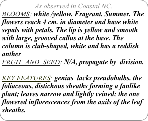 As observed in Coastal NC.
BLOOMS: white /yellow. Fragrant. Summer. The flowers reach 4 cm. in diameter and have white sepals with petals. The lip is yellow and smooth with large, grooved callus at the base. The column is club-shaped, white and has a reddish anther
FRUIT  AND  SEED: N/A, propagate by  division.

KEY FEATURES: genius  lacks pseudobulbs, the foliaceous, distichous sheaths forming a fanlike plant; leaves narrow and lightly veined; the one flowered inflorescences from the axils of the leaf sheaths.
