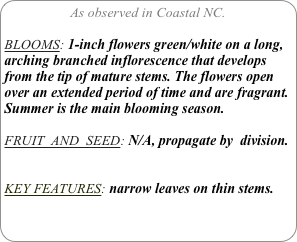 As observed in Coastal NC.

BLOOMS: 1-inch flowers green/white on a long, arching branched inflorescence that develops from the tip of mature stems. The flowers open over an extended period of time and are fragrant. Summer is the main blooming season.

FRUIT  AND  SEED: N/A, propagate by  division.


KEY FEATURES: narrow leaves on thin stems.