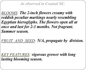 As observed in Coastal NC.

BLOOMS: The 2-inch flowers creamy with reddish peculiar markings nearly resembling Egyptian hieroglyphs. The flowers open all at once and last for 2-3 months. Not fragrant. Summer season.

FRUIT  AND  SEED: N/A, propagate by  division.


KEY FEATURES: vigorous grower with long lasting blooming season.