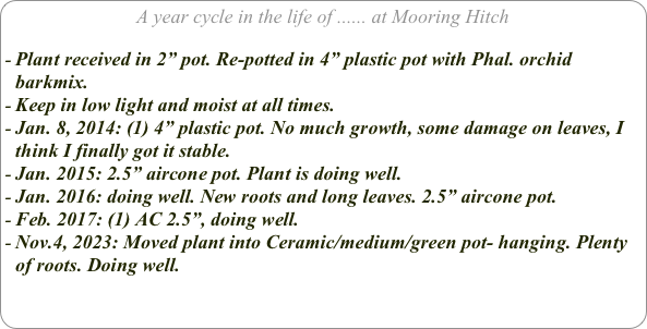 A year cycle in the life of ...... at Mooring Hitch

Plant received in 2” pot. Re-potted in 4” plastic pot with Phal. orchid barkmix.
Keep in low light and moist at all times.
Jan. 8, 2014: (1) 4” plastic pot. No much growth, some damage on leaves, I think I finally got it stable.
Jan. 2015: 2.5” aircone pot. Plant is doing well.
Jan. 2016: doing well. New roots and long leaves. 2.5” aircone pot.
Feb. 2017: (1) AC 2.5”, doing well.
Nov.4, 2023: Moved plant into Ceramic/medium/green pot- hanging. Plenty of roots. Doing well.
