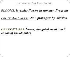 As observed in Coastal NC.

BLOOMS: lavender flowers in summer. Fragrant

FRUIT  AND  SEED: N/A, propagate by  division.


KEY FEATURES: leaves, elongated small 3 to 7 on top of pseudobubls.