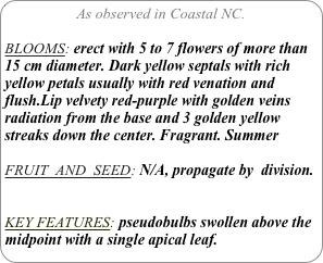 As observed in Coastal NC.

BLOOMS: erect with 5 to 7 flowers of more than 15 cm diameter. Dark yellow septals with rich yellow petals usually with red venation and flush.Lip velvety red-purple with golden veins radiation from the base and 3 golden yellow streaks down the center. Fragrant. Summer

FRUIT  AND  SEED: N/A, propagate by  division.


KEY FEATURES: pseudobulbs swollen above the midpoint with a single apical leaf.