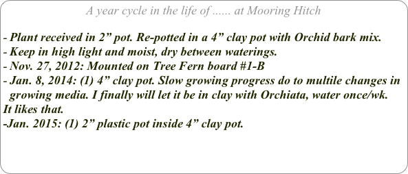 A year cycle in the life of ...... at Mooring Hitch

Plant received in 2” pot. Re-potted in a 4” clay pot with Orchid bark mix.
Keep in high light and moist, dry between waterings.
Nov. 27, 2012: Mounted on Tree Fern board #1-B
Jan. 8, 2014: (1) 4” clay pot. Slow growing progress do to multile changes in growing media. I finally will let it be in clay with Orchiata, water once/wk.
It likes that.
-Jan. 2015: (1) 2” plastic pot inside 4” clay pot.