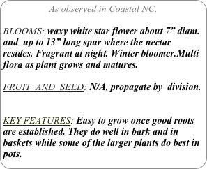 As observed in Coastal NC.

BLOOMS: waxy white star flower about 7” diam. and  up to 13” long spur where the nectar resides. Fragrant at night. Winter bloomer.Multi flora as plant grows and matures.

FRUIT  AND  SEED: N/A, propagate by  division.


KEY FEATURES: Easy to grow once good roots are established. They do well in bark and in baskets while some of the larger plants do best in pots.