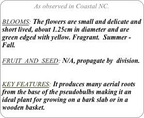 As observed in Coastal NC.

BLOOMS: The flowers are small and delicate and short lived, about 1.25cm in diameter and are green edged with yellow. Fragrant.  Summer - Fall.

FRUIT  AND  SEED: N/A, propagate by  division.


KEY FEATURES: It produces many aerial roots from the base of the pseudobulbs making it an ideal plant for growing on a bark slab or in a wooden basket.
