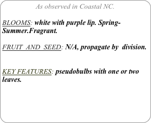 As observed in Coastal NC.

BLOOMS: white with purple lip. Spring- Summer.Fragrant.

FRUIT  AND  SEED: N/A, propagate by  division.


KEY FEATURES: pseudobulbs with one or two leaves.