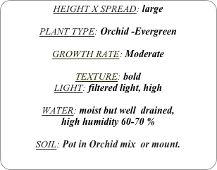 HEIGHT X SPREAD: large

PLANT TYPE: Orchid -Evergreen

GROWTH RATE: Moderate

TEXTURE: bold
LIGHT: filtered light, high

WATER: moist but well  drained, 
high humidity 60-70 %

SOIL: Pot in Orchid mix  or mount.
