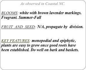As observed in Coastal NC.

BLOOMS: white with brown lavender markings. Fragrant. Summer-Fall

FRUIT  AND  SEED: N/A, propagate by  division.


KEY FEATURES: monopodial and epiphytic, plants are easy to grow once good roots have been established. Do well on bark and baskets.