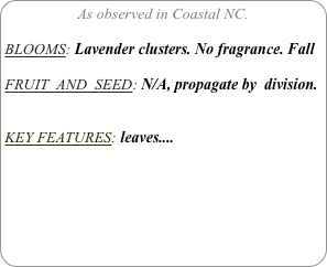 As observed in Coastal NC.

BLOOMS: Lavender clusters. No fragrance. Fall

FRUIT  AND  SEED: N/A, propagate by  division.


KEY FEATURES: leaves....