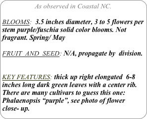 As observed in Coastal NC.

BLOOMS:  3.5 inches diameter, 3 to 5 flowers per stem purple/fuschia solid color blooms. Not fragrant. Spring/ May

FRUIT  AND  SEED: N/A, propagate by  division.


KEY FEATURES: thick up right elongated  6-8 inches long dark green leaves with a center rib. 
There are many cultivars to guess this one: Phalaenopsis “purple”, see photo of flower 
close- up.