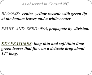 As observed in Coastal NC.

BLOOMS:  center  yellow rossette with green tip at the bottom leaves and a white center

FRUIT  AND  SEED: N/A, propagate by  division.


KEY FEATURES: long thin and soft /thin lime green leaves that flow on a delicate drop about 12” long.