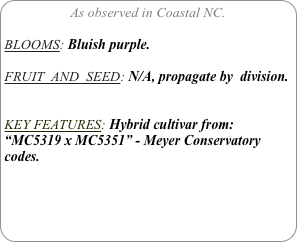 As observed in Coastal NC.

BLOOMS: Bluish purple.

FRUIT  AND  SEED: N/A, propagate by  division.


KEY FEATURES: Hybrid cultivar from:
“MC5319 x MC5351” - Meyer Conservatory codes.