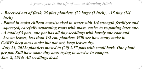 A year cycle in the life of ...... at Mooring Hitch

 Received out of flask, 25 plus plantlets. (22 large (1 inch), ~15 tiny (1/4 inch)
Potted in moist chilean moss(soaked in water with 1/4 strength fertilizer and squeezed, carefully separating roots with moss, easier to re-potting later one. 
A total of 3 pots, one pot has all tiny seedlings with barely one root and brown leaves, less than 1/2 cm. plantlets. Will see how many make it. 
CARE: keep moss moist but not wet, keep leaves dry.
-July 23, 2012: plantlets moved to (20) 2.5” pots with small bark. One plant per pot. Still have some tiny ones trying to survive in compot.
Jan. 8, 2014: All seedlings dead.
