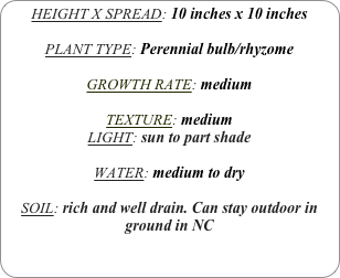 HEIGHT X SPREAD: 10 inches x 10 inches

PLANT TYPE: Perennial bulb/rhyzome

GROWTH RATE: medium

TEXTURE: medium
LIGHT: sun to part shade

WATER: medium to dry

SOIL: rich and well drain. Can stay outdoor in ground in NC
