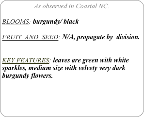 As observed in Coastal NC.

BLOOMS: burgundy/ black

FRUIT  AND  SEED: N/A, propagate by  division.


KEY FEATURES: leaves are green with white sparkles, medium size with velvety very dark burgundy flowers.