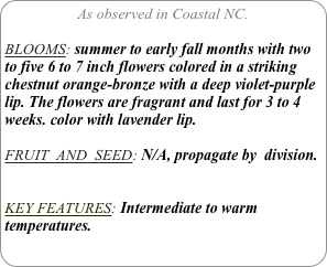 As observed in Coastal NC.

BLOOMS: summer to early fall months with two to five 6 to 7 inch flowers colored in a striking chestnut orange-bronze with a deep violet-purple lip. The flowers are fragrant and last for 3 to 4 weeks. color with lavender lip.

FRUIT  AND  SEED: N/A, propagate by  division.


KEY FEATURES: Intermediate to warm temperatures.