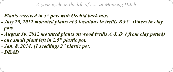 A year cycle in the life of ...... at Mooring Hitch

Plants received in 3” pots with Orchid bark mix.
July 25, 2012 mounted plants at 3 locations in trellis B&C. Others in clay pots.
August 30, 2012 mounted plants on wood trellis A & D  ( from clay potted)
one small plant left in 2.5” plastic pot.
Jan. 8, 2014: (1 seedling) 2” plastic pot.
DEAD
