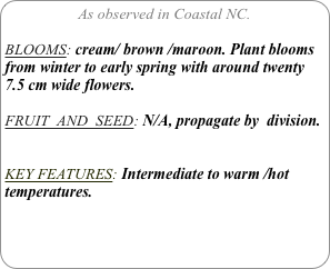 As observed in Coastal NC.

BLOOMS: cream/ brown /maroon. Plant blooms from winter to early spring with around twenty 7.5 cm wide flowers.

FRUIT  AND  SEED: N/A, propagate by  division.


KEY FEATURES: Intermediate to warm /hot temperatures.