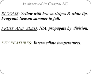 As observed in Coastal NC.

BLOOMS: Yellow with brown stripes & white lip. Fragrant. Season summer to fall.

FRUIT  AND  SEED: N/A, propagate by  division.


KEY FEATURES: Intermediate temperatures.