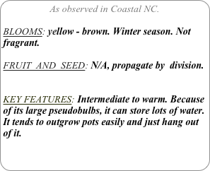 As observed in Coastal NC.

BLOOMS: yellow - brown. Winter season. Not fragrant.

FRUIT  AND  SEED: N/A, propagate by  division.


KEY FEATURES: Intermediate to warm. Because of its large pseudobulbs, it can store lots of water.
It tends to outgrow pots easily and just hang out of it.