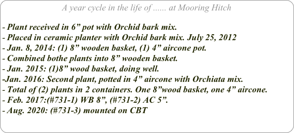 A year cycle in the life of ...... at Mooring Hitch

Plant received in 6” pot with Orchid bark mix.
Placed in ceramic planter with Orchid bark mix. July 25, 2012
Jan. 8, 2014: (1) 8” wooden basket, (1) 4” aircone pot.
Combined bothe plants into 8” wooden basket.
Jan. 2015: (1)8” wood basket, doing well.
-Jan. 2016: Second plant, potted in 4” aircone with Orchiata mix. 
Total of (2) plants in 2 containers. One 8”wood basket, one 4” aircone.
Feb. 2017:(#731-1) WB 8”, (#731-2) AC 5”.
Aug. 2020: (#731-3) mounted on CBT
