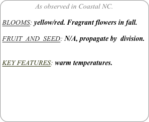 As observed in Coastal NC.

BLOOMS: yellow/red. Fragrant flowers in fall.

FRUIT  AND  SEED: N/A, propagate by  division.


KEY FEATURES: warm temperatures.