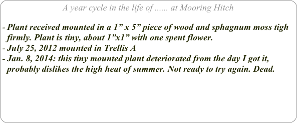 A year cycle in the life of ...... at Mooring Hitch

Plant received mounted in a 1” x 5” piece of wood and sphagnum moss tigh firmly. Plant is tiny, about 1”x1” with one spent flower.
July 25, 2012 mounted in Trellis A
Jan. 8, 2014: this tiny mounted plant deteriorated from the day I got it, probably dislikes the high heat of summer. Not ready to try again. Dead.

