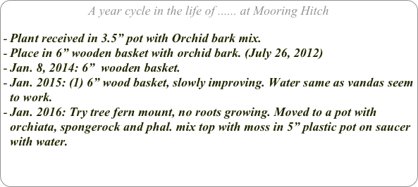 A year cycle in the life of ...... at Mooring Hitch

Plant received in 3.5” pot with Orchid bark mix. 
Place in 6” wooden basket with orchid bark. (July 26, 2012)
Jan. 8, 2014: 6”  wooden basket.
Jan. 2015: (1) 6” wood basket, slowly improving. Water same as vandas seem to work.
Jan. 2016: Try tree fern mount, no roots growing. Moved to a pot with orchiata, spongerock and phal. mix top with moss in 5” plastic pot on saucer with water.

