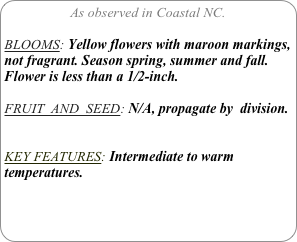 As observed in Coastal NC.

BLOOMS: Yellow flowers with maroon markings, not fragrant. Season spring, summer and fall. Flower is less than a 1/2-inch.

FRUIT  AND  SEED: N/A, propagate by  division.


KEY FEATURES: Intermediate to warm temperatures.